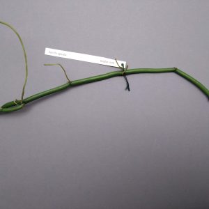 Vanilla aphylla
