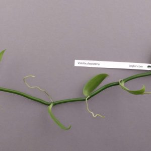 Vanilla phaeantha