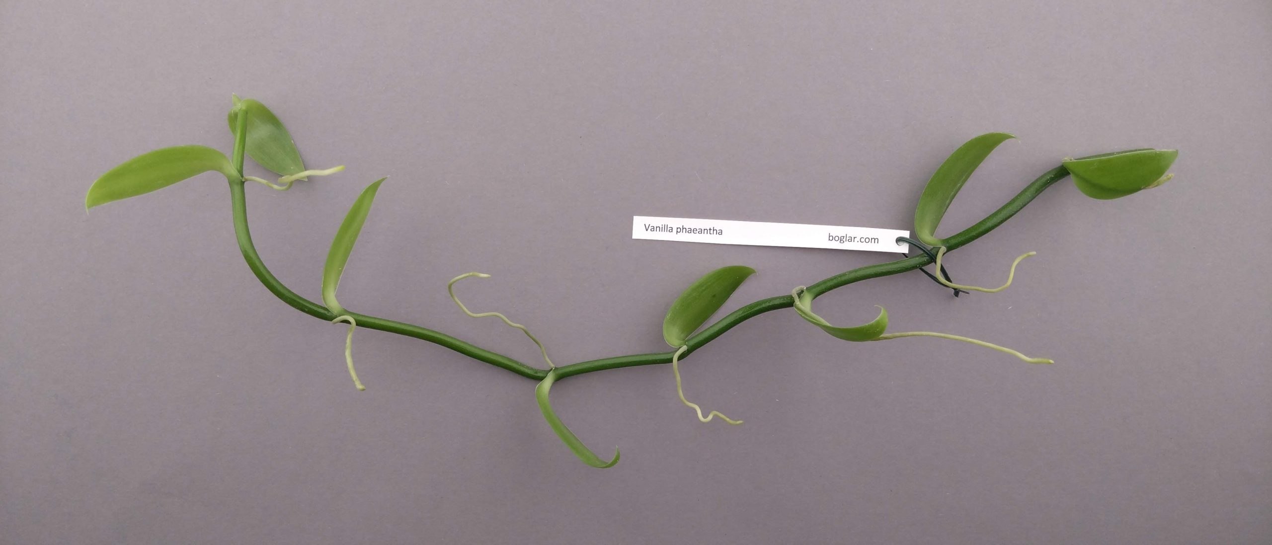 Vanilla phaeantha