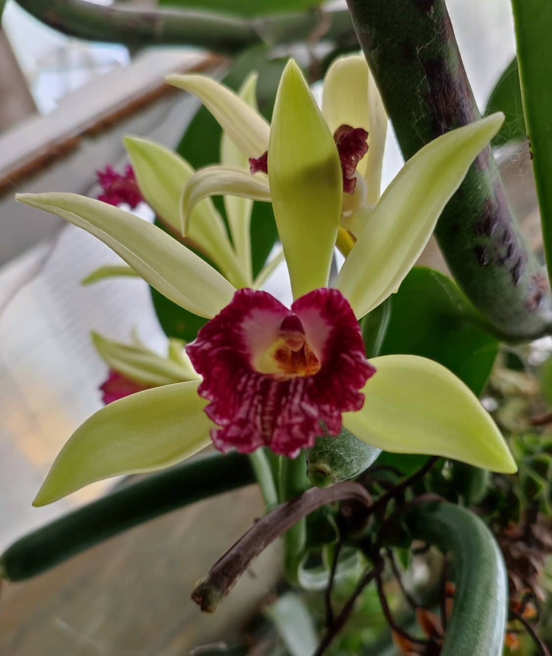 Vanilla imperialis blooming
