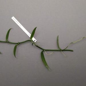 Vanilla odorata