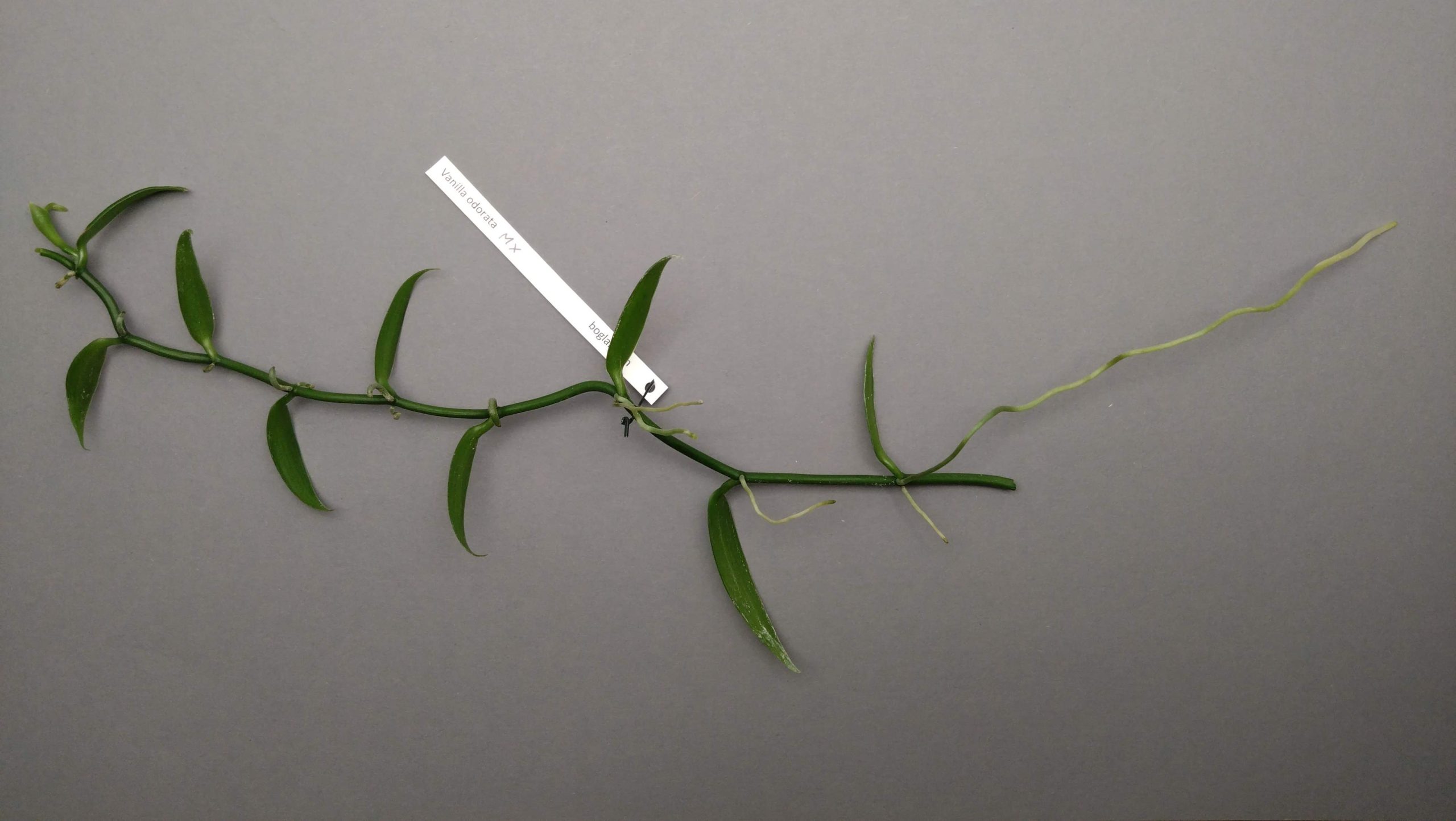 Vanilla odorata