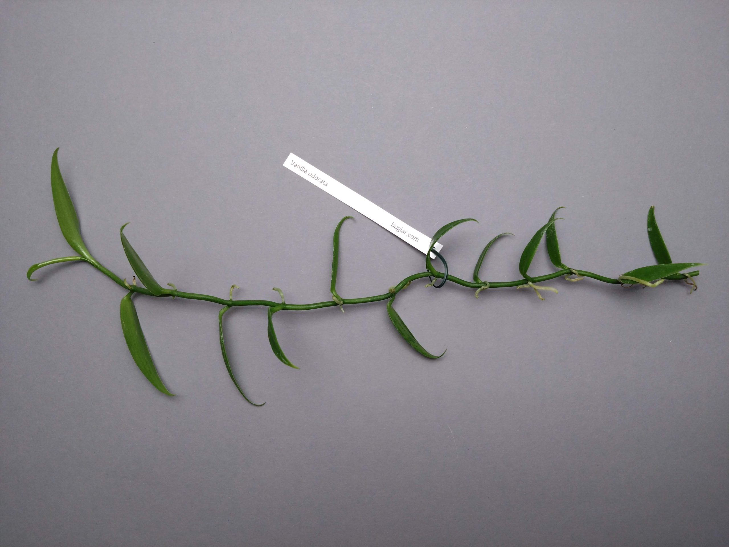 Vanilla odorata