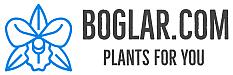 Vanilla orchids at Boglar.com