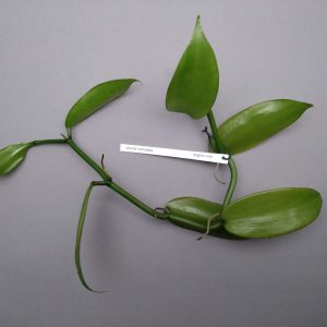 Vanilla crenulata