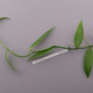 Vanilla Tahitensis