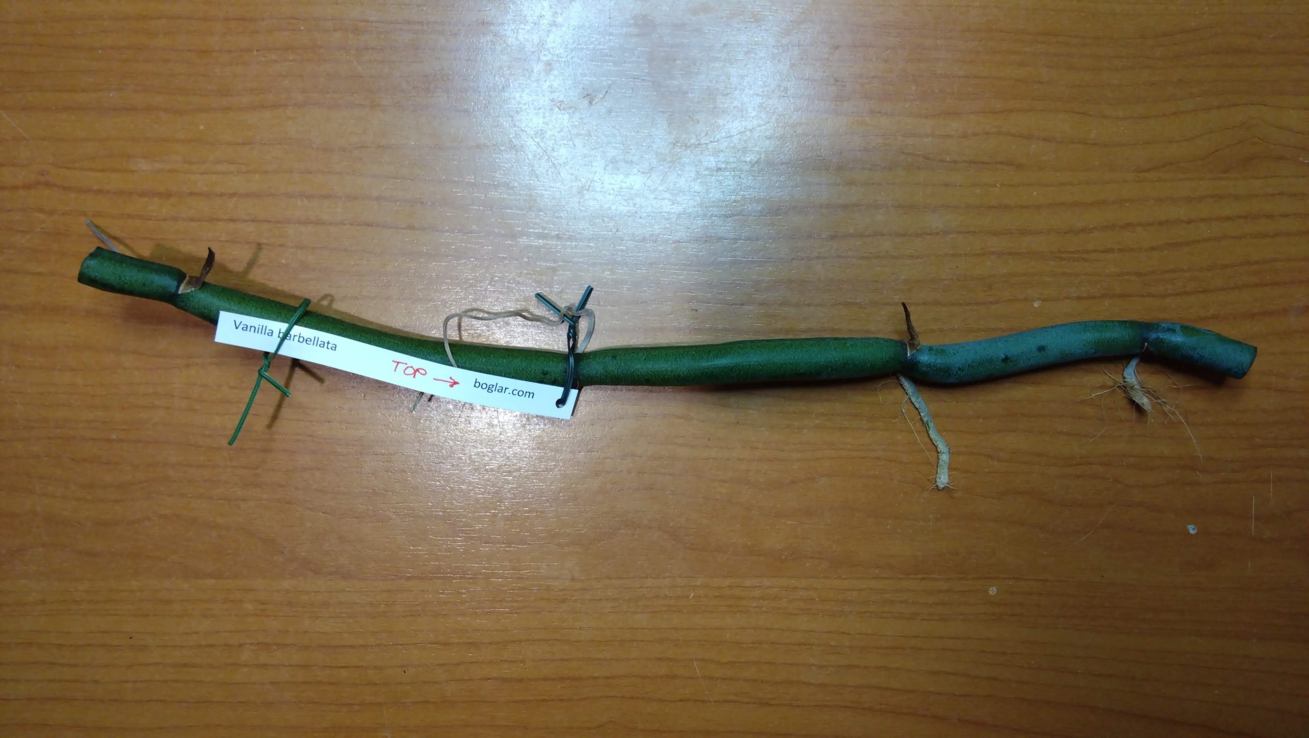 Vanilla barbellata