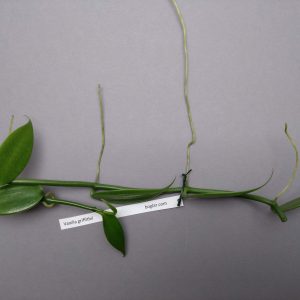 Vanilla griffithii