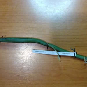 Vanilla barbellata