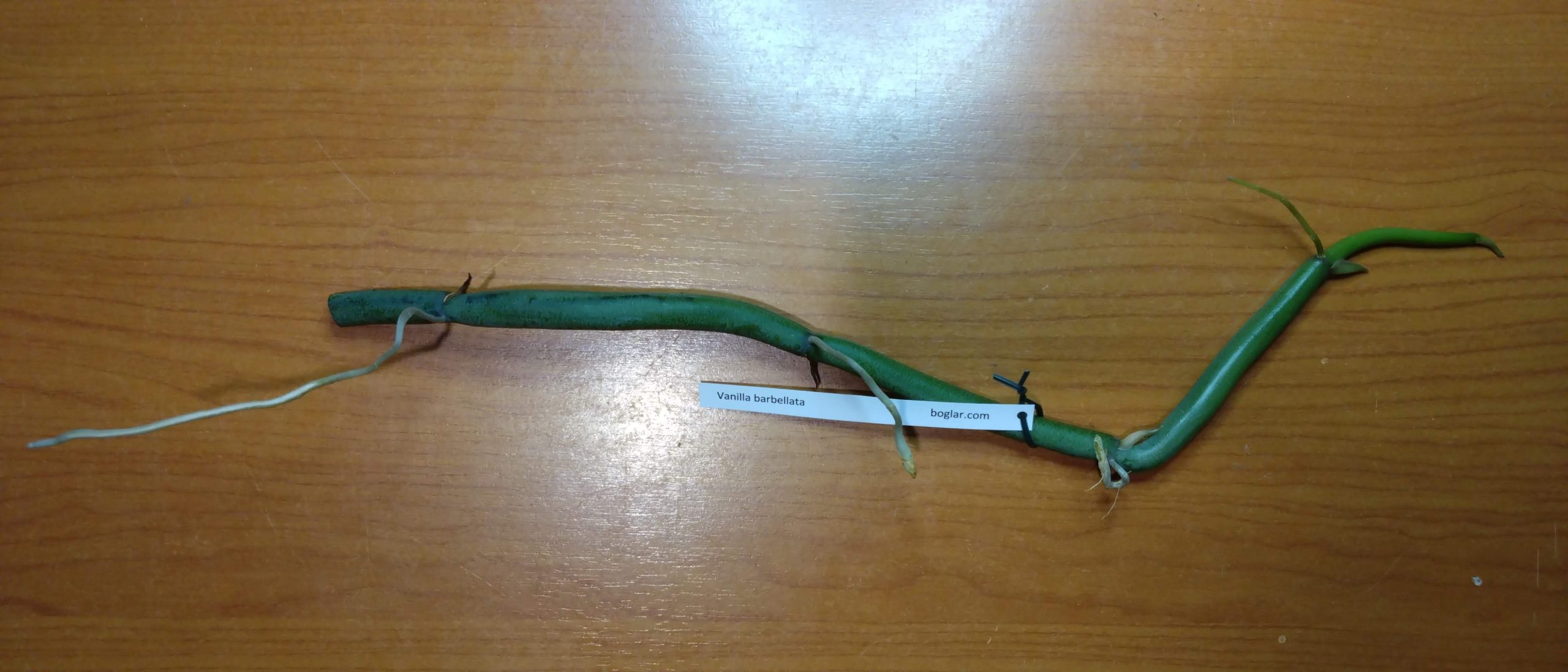 Vanilla barbellata