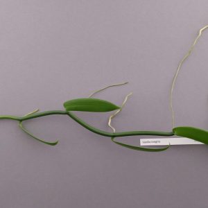 Vanilla insignis