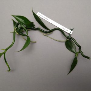 Vanilla abundiflora