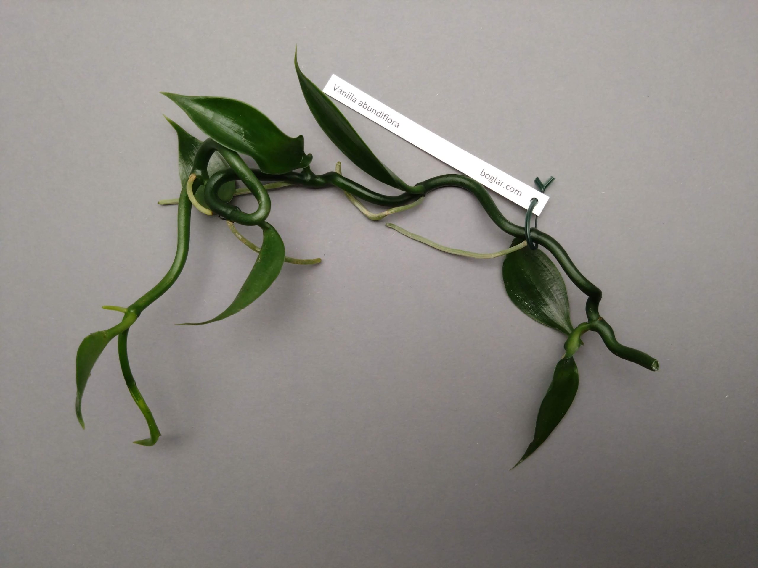 Vanilla abundiflora