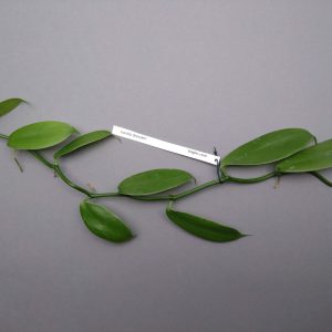 Vanilla dressleri