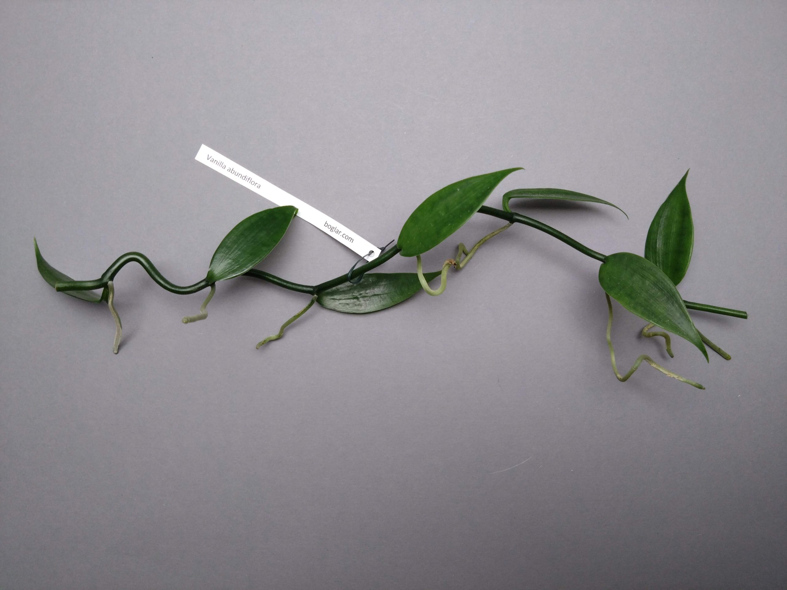 Vanilla abundiflora
