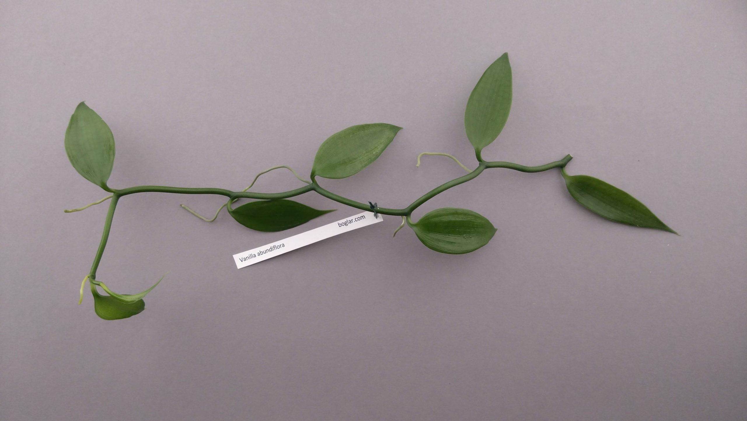 Vanilla abundiflora