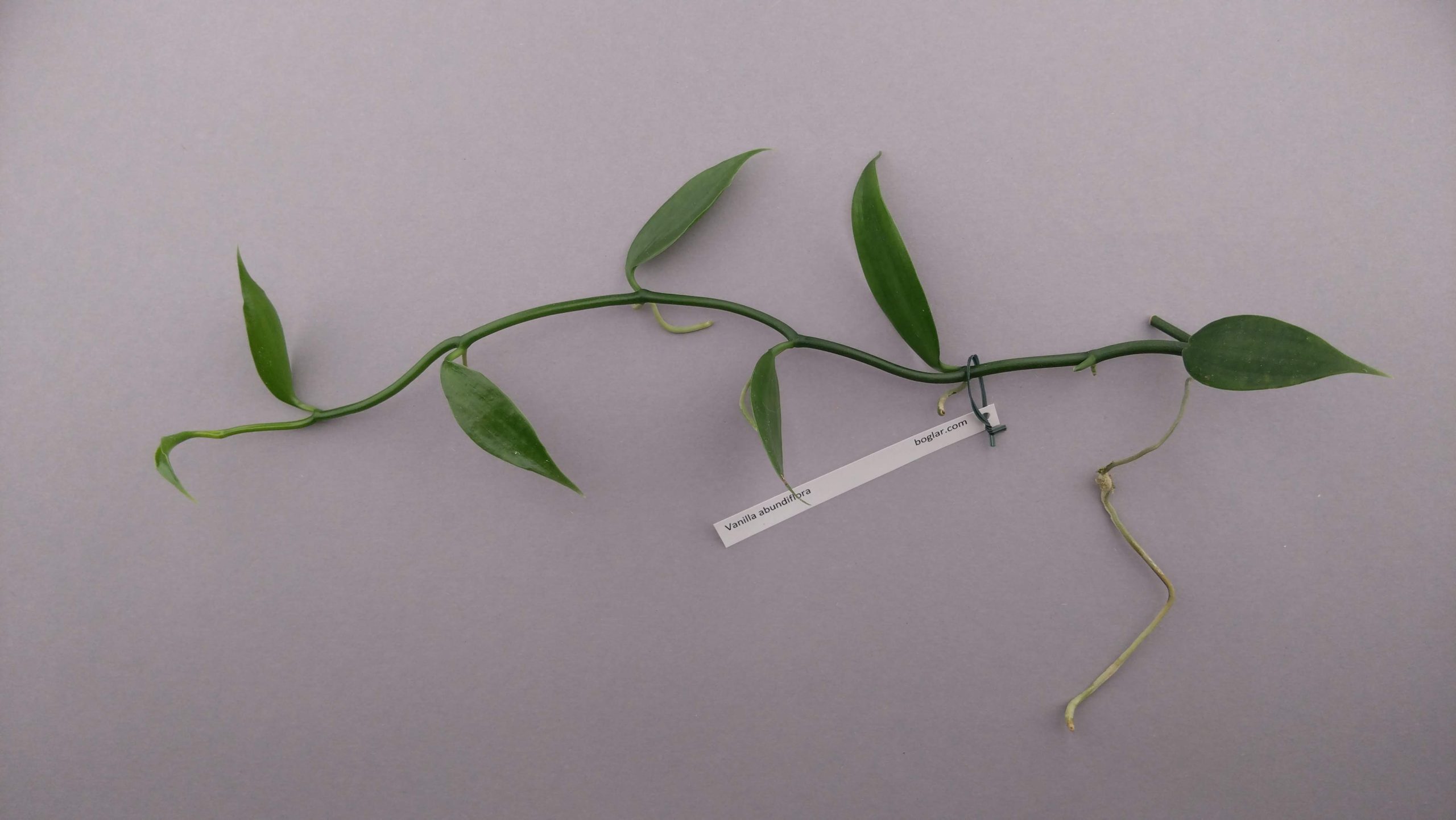 Vanilla abundiflora