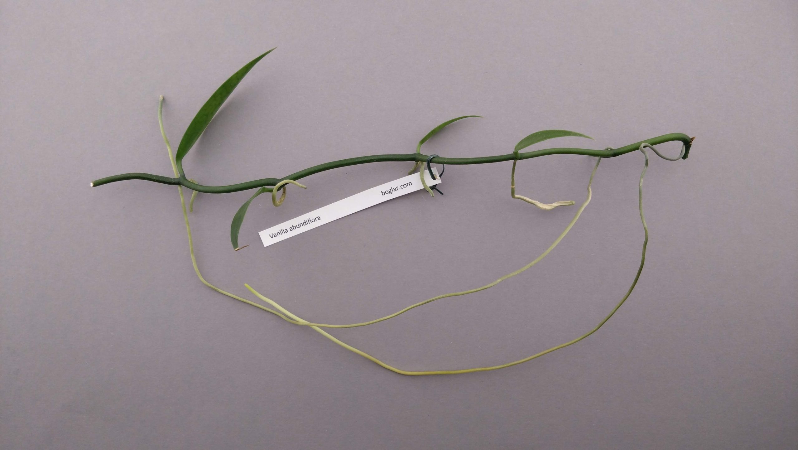 Vanilla abundiflora