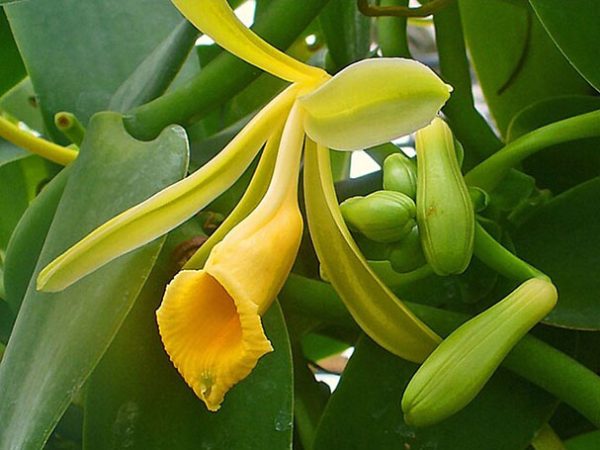 Vanilla abundiflora