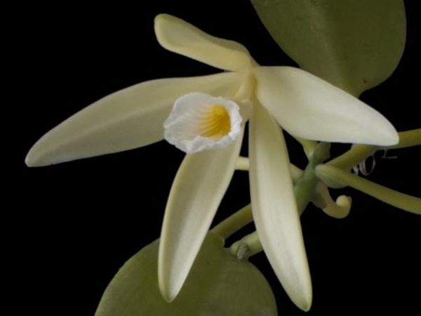 Vanilla dressleri