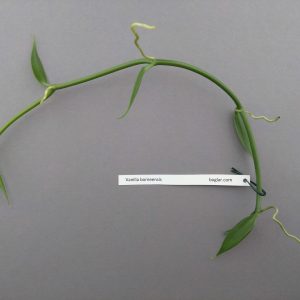 Vanilla borneensis