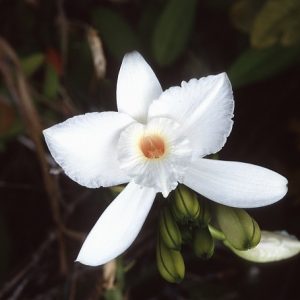 Vanilla phalaenopsis