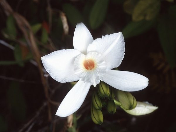 Vanilla phalaenopsis