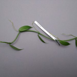Vanilla albida