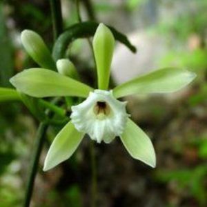 Vanilla albida