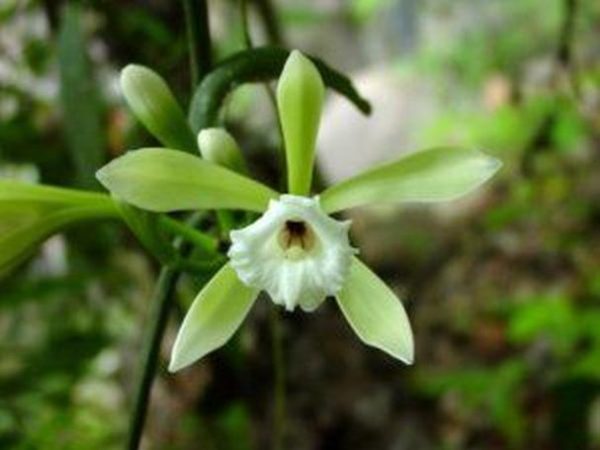Vanilla albida