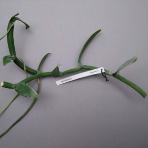 Vanilla polylepis