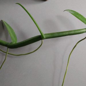 Vanilla polylepis