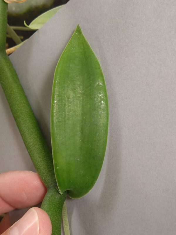 Vanilla polylepis - Image 2