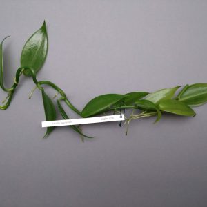 Vanilla havilandii