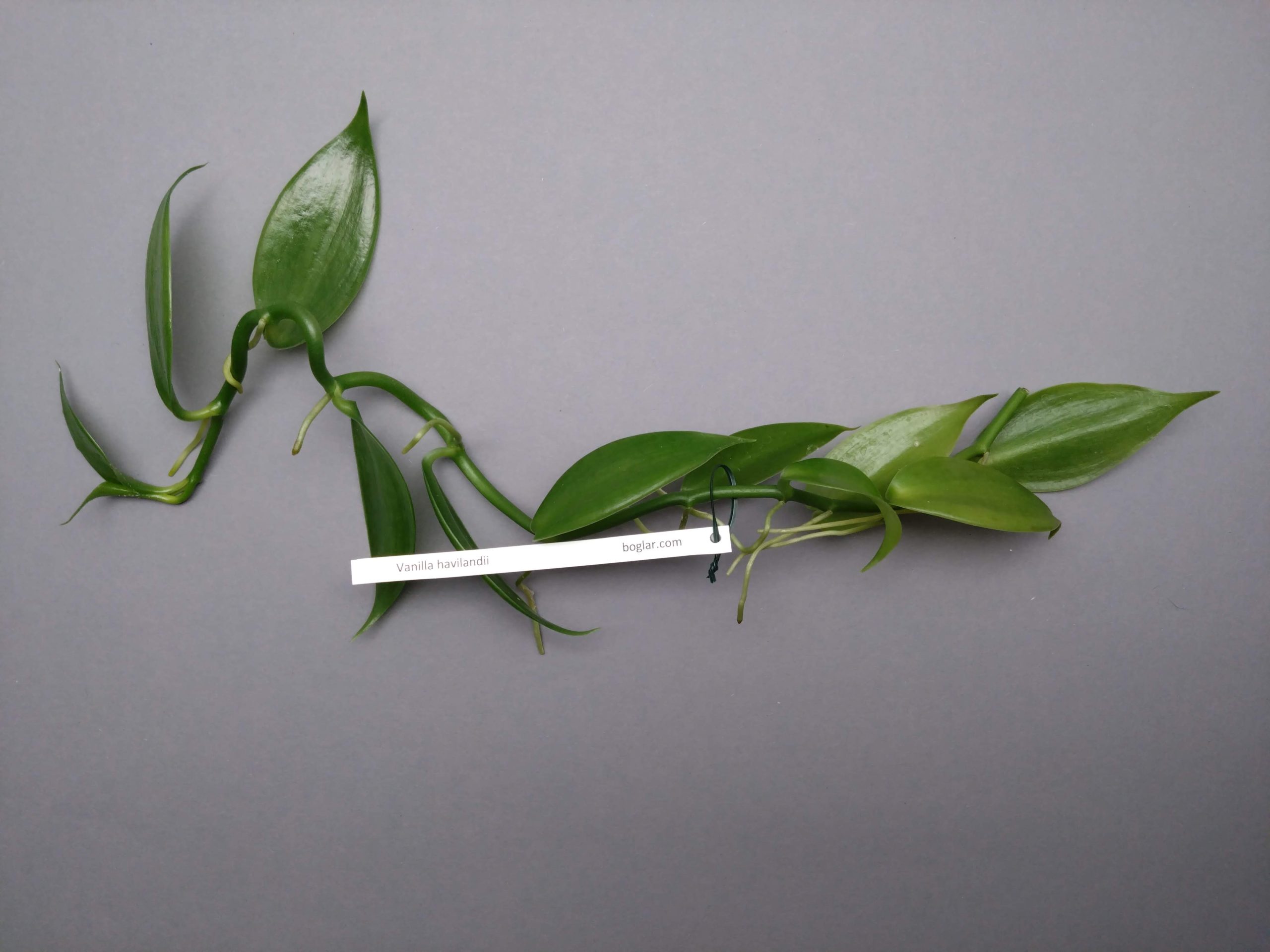 Vanilla havilandii
