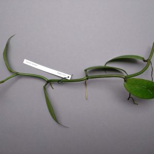 Vanilla ramosa