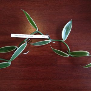 Vanilla planifolia albo-variegata