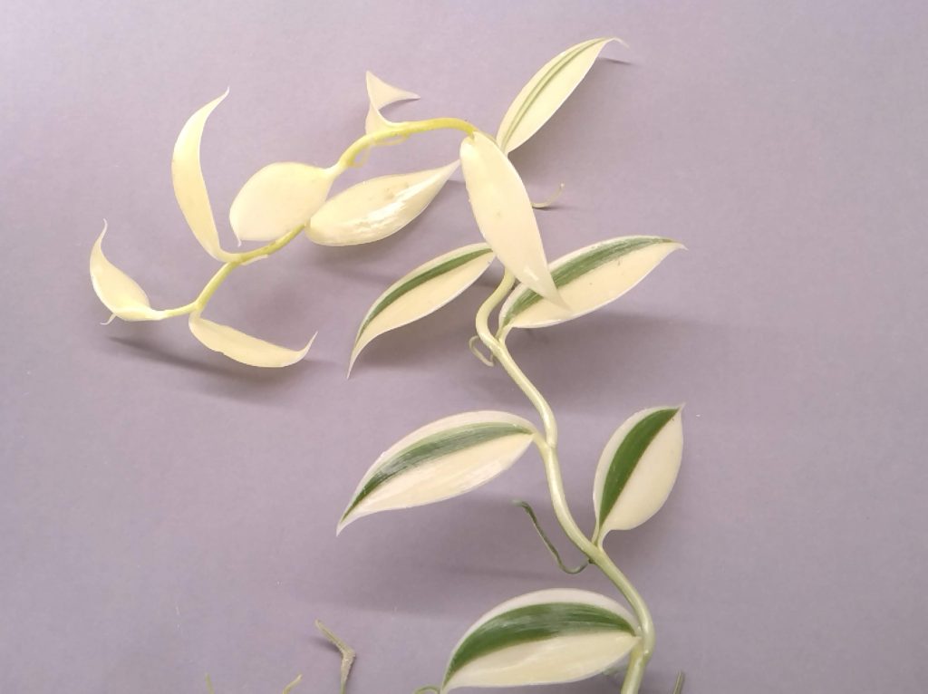 Vanilla planifolia 'Albo-Variegata' Full Moon
